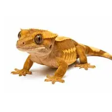 Crested Gecko