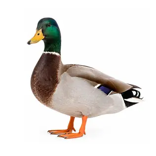 Ducks