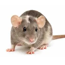 Dumbo Rat