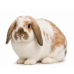English Lop
