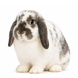French Lop