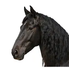 Friesians