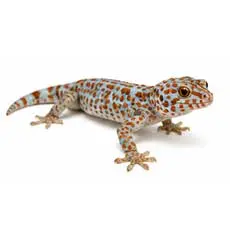 Geckos