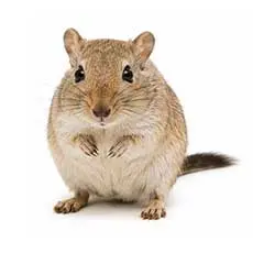 Gerbils