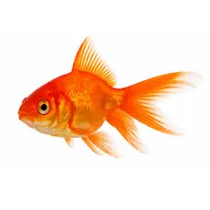 Goldfish