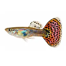 Guppies