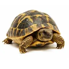 Hermann's Tortoise