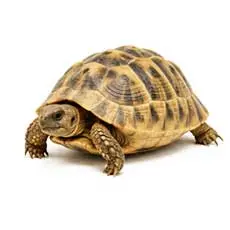 Horsfield Tortoise
