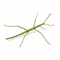 Indian Stick Insect