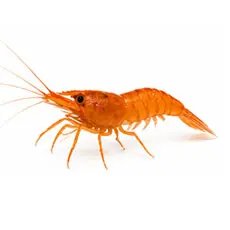 Invertibrate Fish