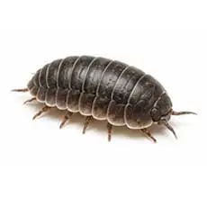 Isopods