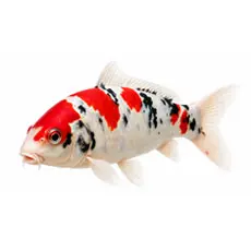 Koi