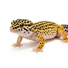 Leopard Gecko