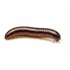 Millipedes