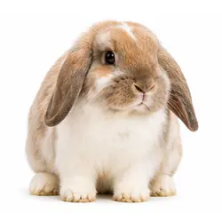 Mini Lop
