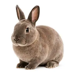 Mini Rex