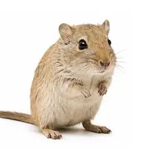 Mongolian Gerbil
