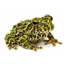 Mossy Frog