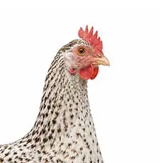 Other Livestock