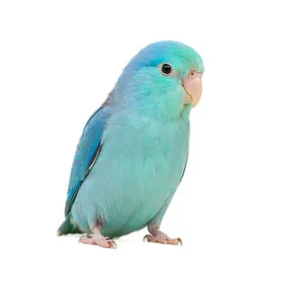 Parrotlets