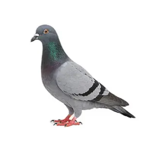Pigeons