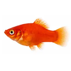 Platys