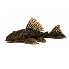 Plecostomus