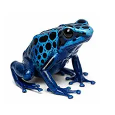 Poison Dart Frog