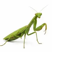 Praying Mantis