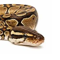 Pythons