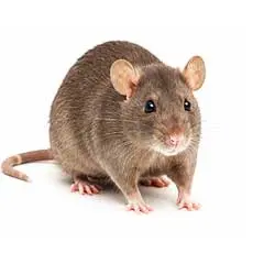 Rats