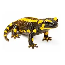 Rescue Amphibians