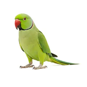 Ringnecks