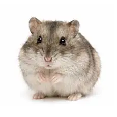 Russian Dwarf Hamster