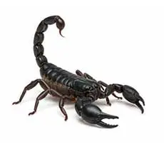 Scorpions