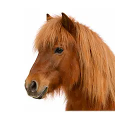 Shetland Pony