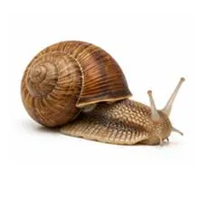 Snails