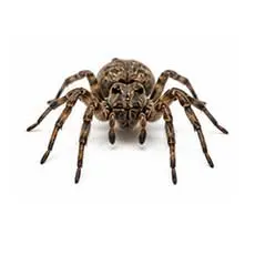 Spiders