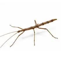 Stick Insects