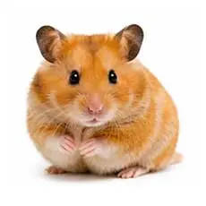Syrian Hamster