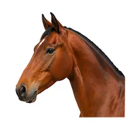 Thoroughbreds