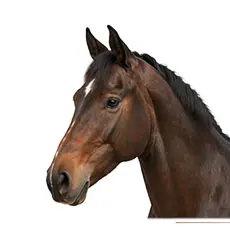 Warmbloods