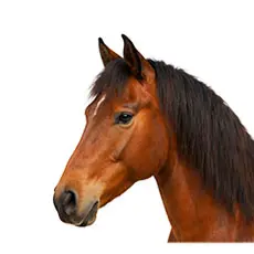 welsh partbred