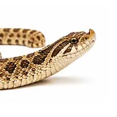 Western Hognose