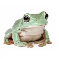 White’s Tree Frog