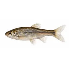 Wild Fish