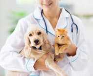Pet Jobs
