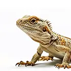 a-z breeds