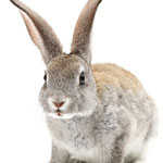 Rabbits & Bunnies