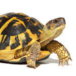 Reptiles